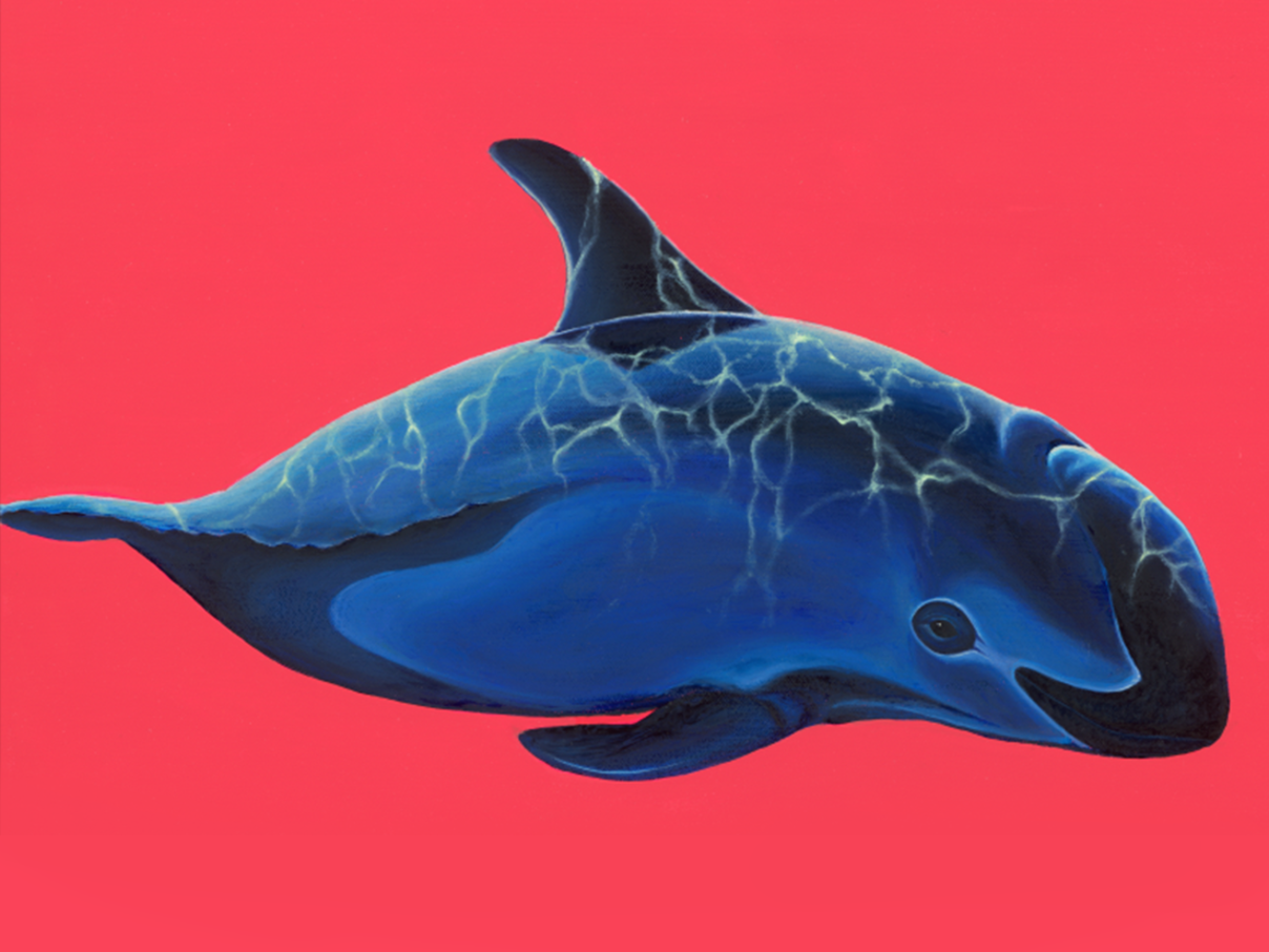 Krypto-Kunst zum Vaquita von Lea Fricke © Lea Fricke