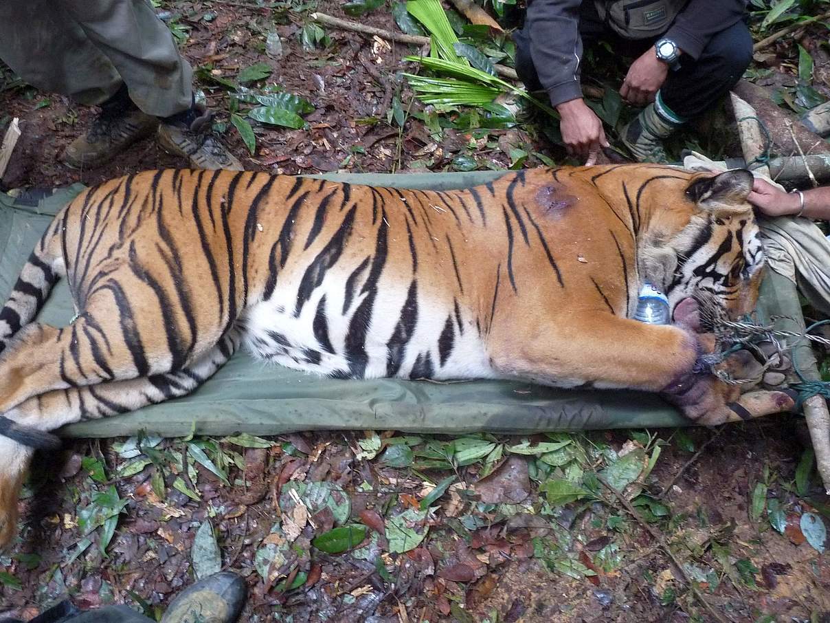 Tiger wird aus einer Schlingfalle gerettet © WWF-Malaysia / Lau Ching Fong