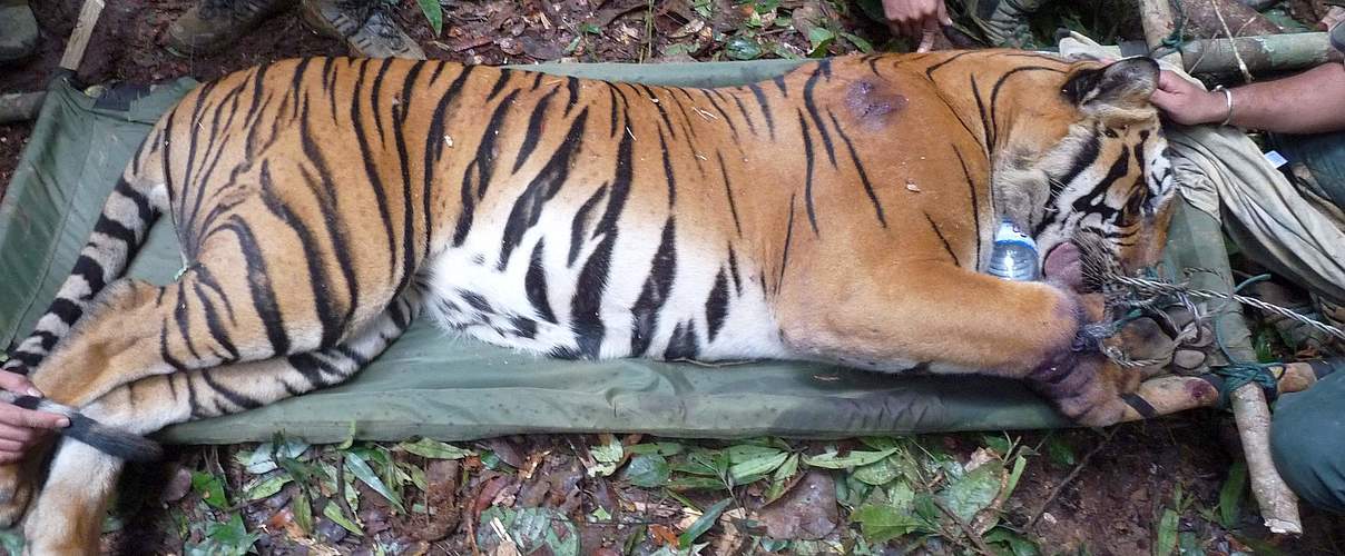 Tiger wird aus einer Schlingfalle gerettet © WWF-Malaysia / Lau Ching Fong