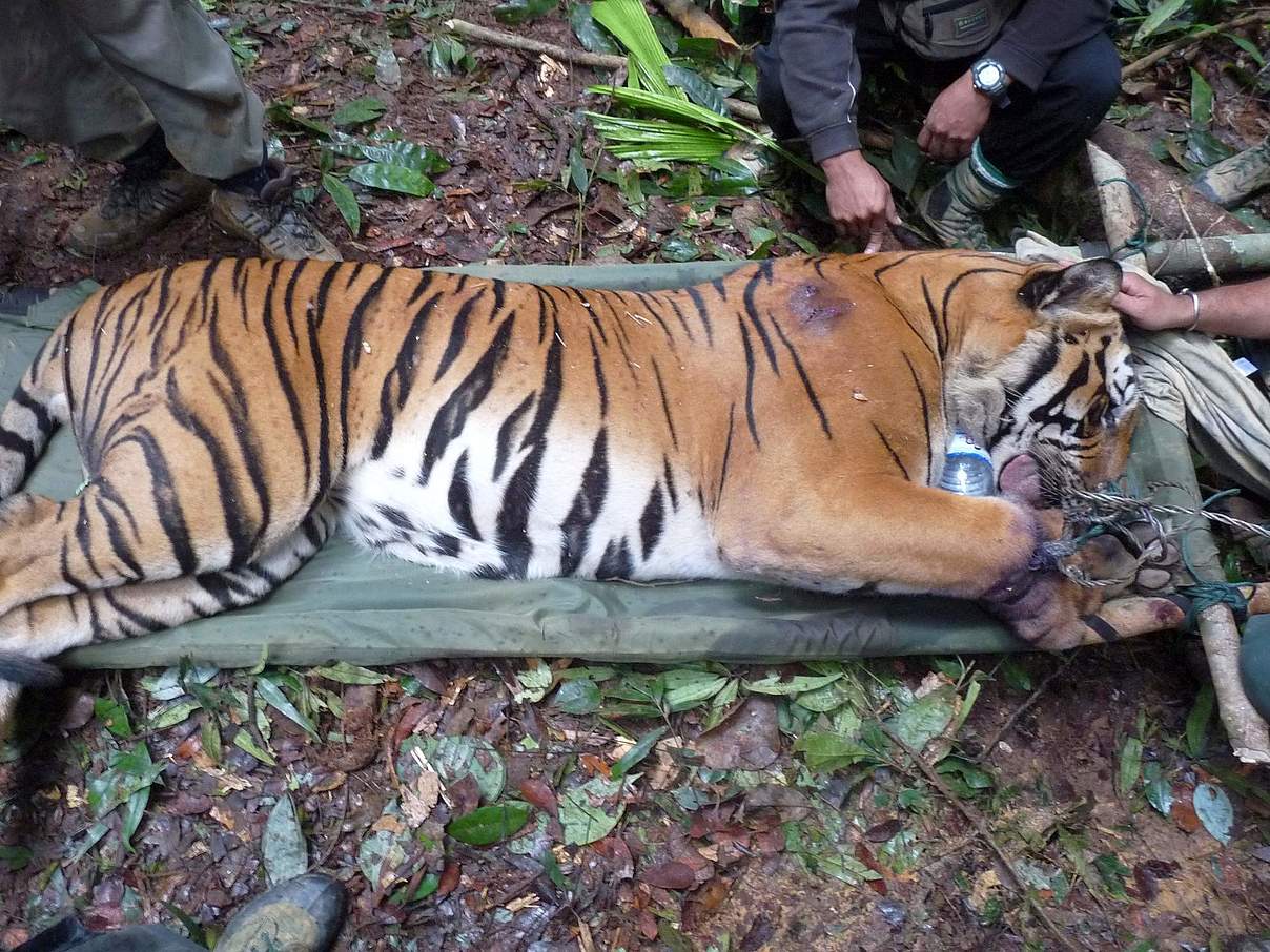 Tiger wird aus einer Schlingfalle gerettet © WWF-Malaysia / Lau Ching Fong