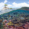 Unterwasserlandschaft mit Korallenriffen im Tun Mustapha Park © WWF-Malaysia / Eric Madeja 