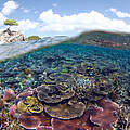 Unterwasserlandschaft mit Korallenriffen im Tun Mustapha Park © WWF-Malaysia / Eric Madeja 