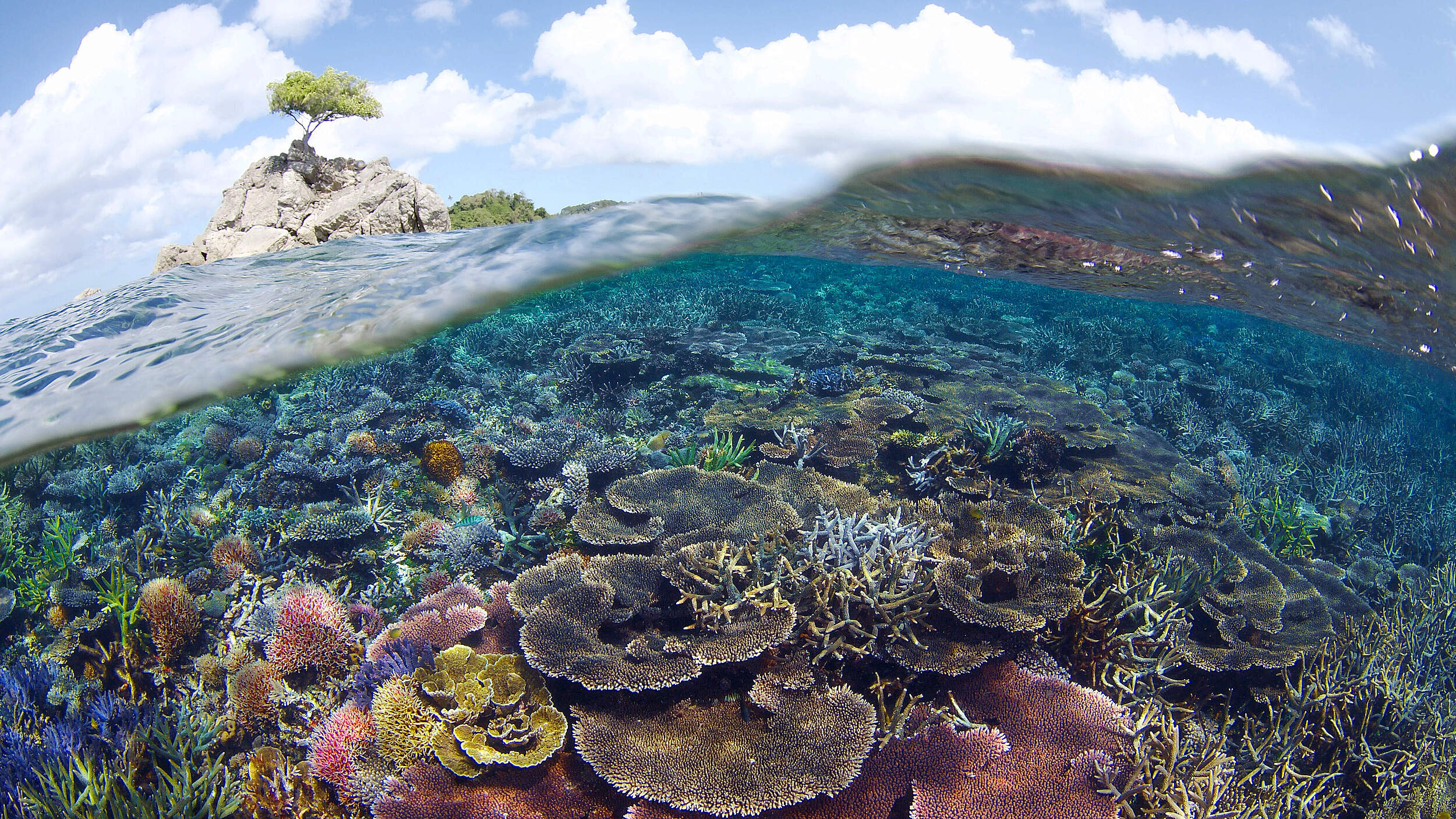 Unterwasserlandschaft mit Korallenriffen im Tun Mustapha Park © WWF-Malaysia / Eric Madeja 