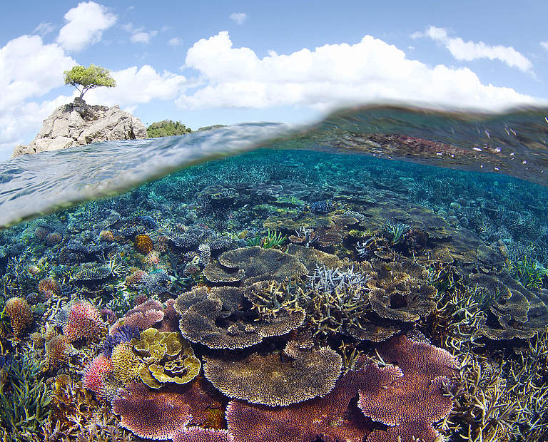 Unterwasserlandschaft mit Korallenriffen im Tun Mustapha Park © WWF-Malaysia / Eric Madeja 