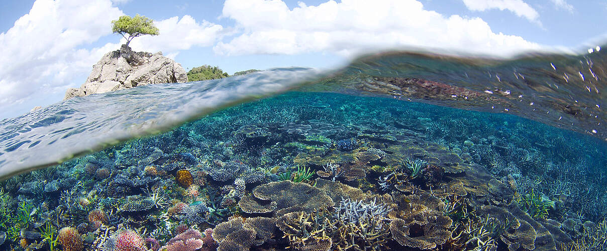 Unterwasserlandschaft mit Korallenriffen im Tun Mustapha Park © WWF-Malaysia / Eric Madeja 