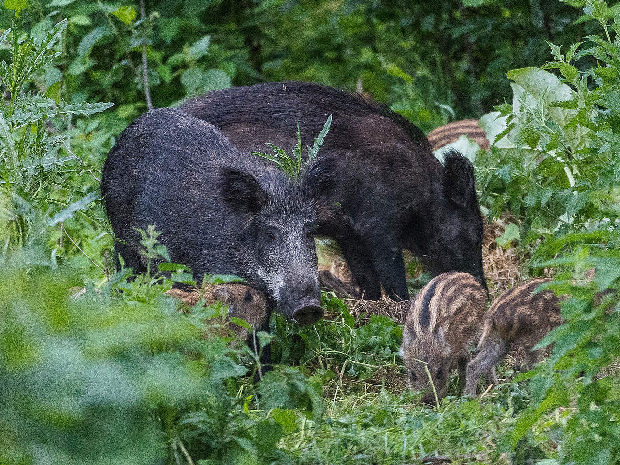 Wildschweine und Frischlinge © Ola Jennersten / WWF-Sweden