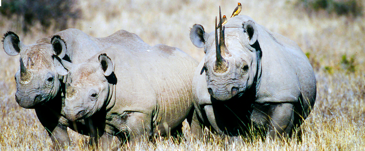 Spitzmaulnashorn 1366x768