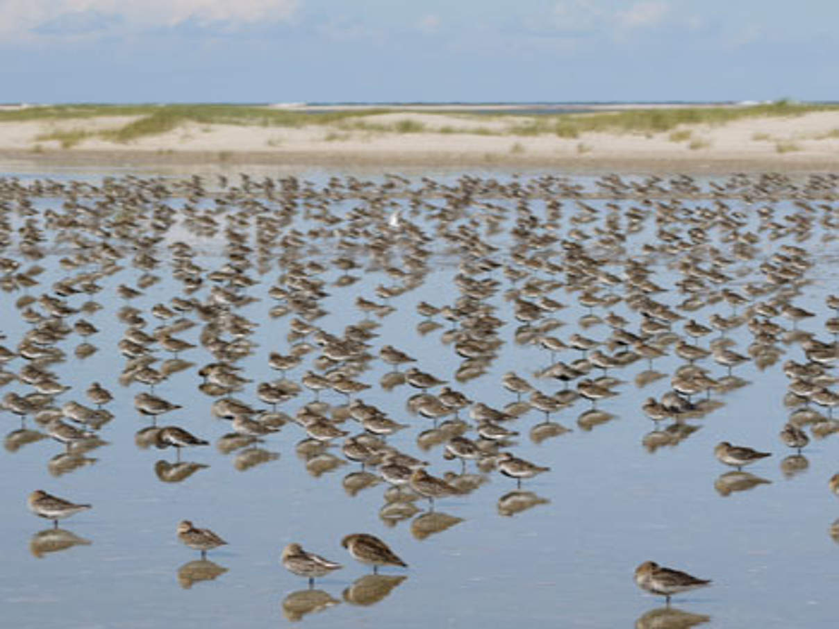 Vogelschwarm im Wattenmeer © Roesner/WWF