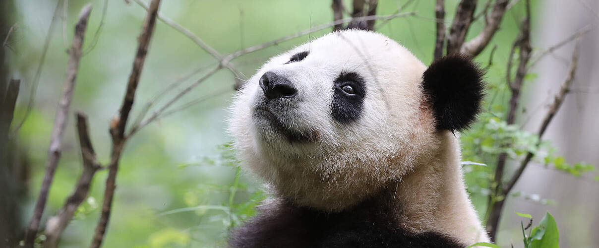 Großer Panda © WWF China