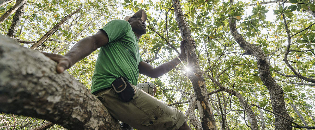 Mann sitzt auf Mangrove © Green Renaissance / WWF-US