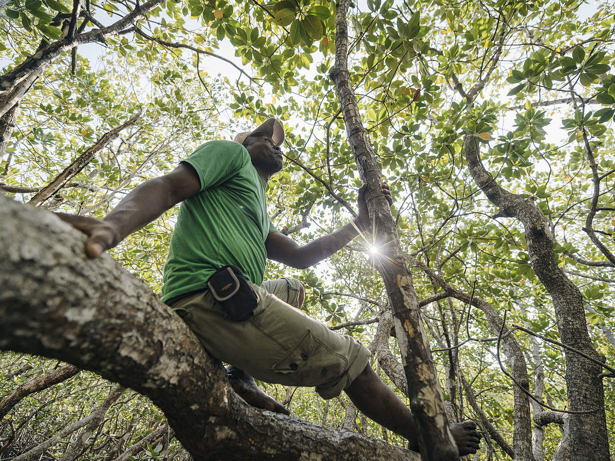 Mann sitzt auf Mangrove © Green Renaissance / WWF-US