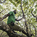 Mann sitzt auf Mangrove © Green Renaissance / WWF-US