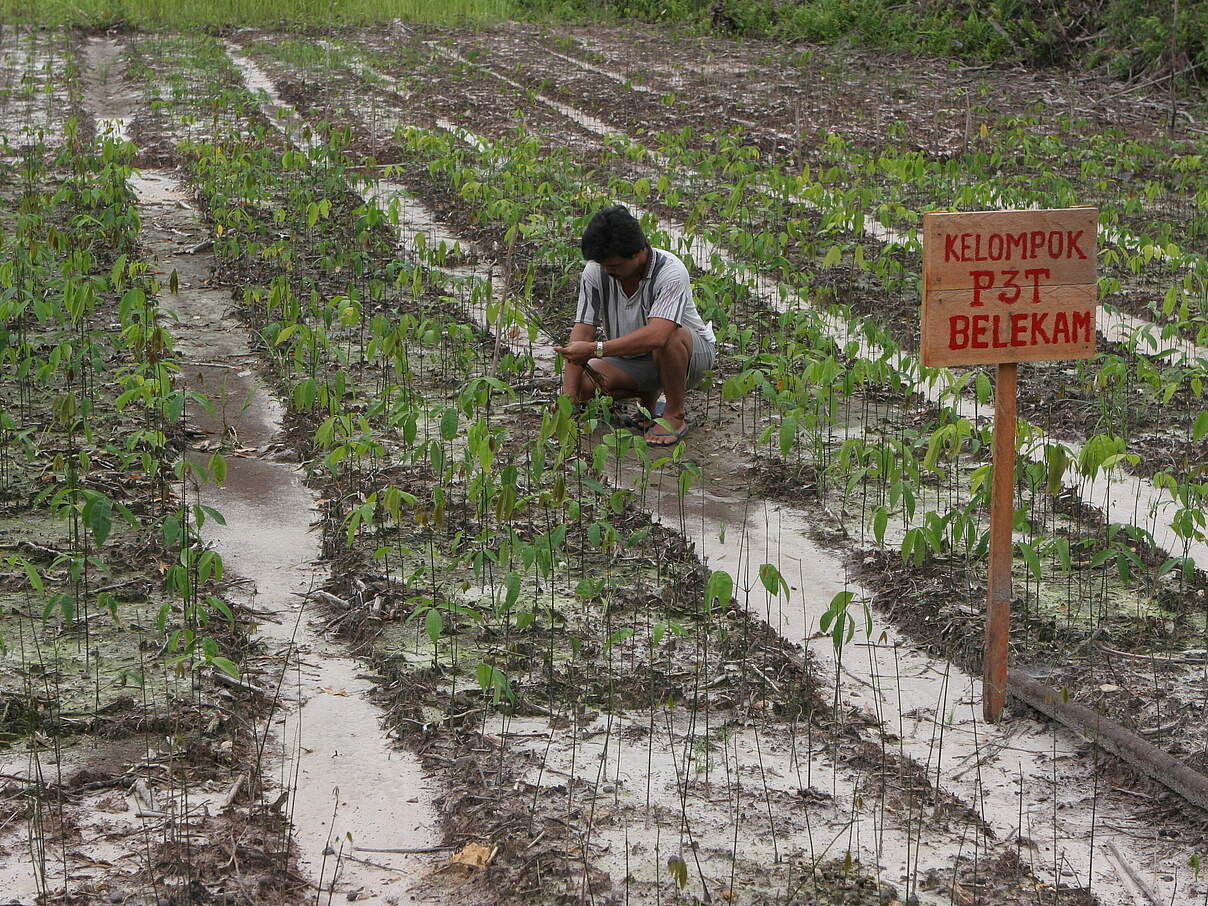 Baumsetzlinge werden im Labian-Leboyan-Korridor gepflanzt
