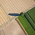 Feld mit Baum © AnderLSp / iStock / GettyImages Plus