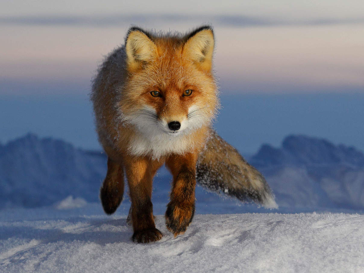 Rotfüchse dringen nach Norden vor und konkurrieren dort mit Polarfüchsen um Nahrung und Lebensraum. © Dmitry Deshevykh / WWF Russland