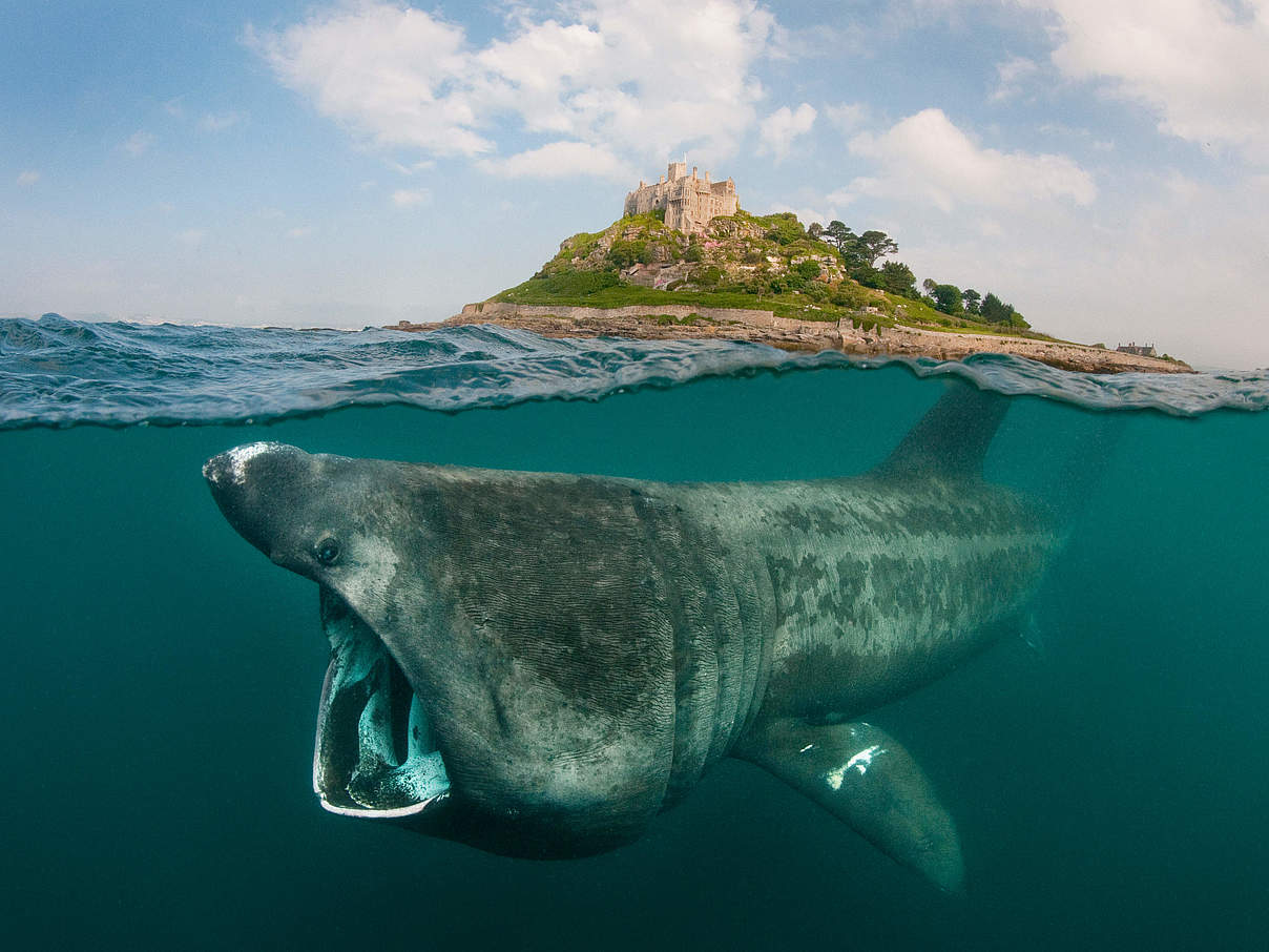 Riesenhai vor der Küste Cornwalls © naturepl.com / Alex Mustard / WWF