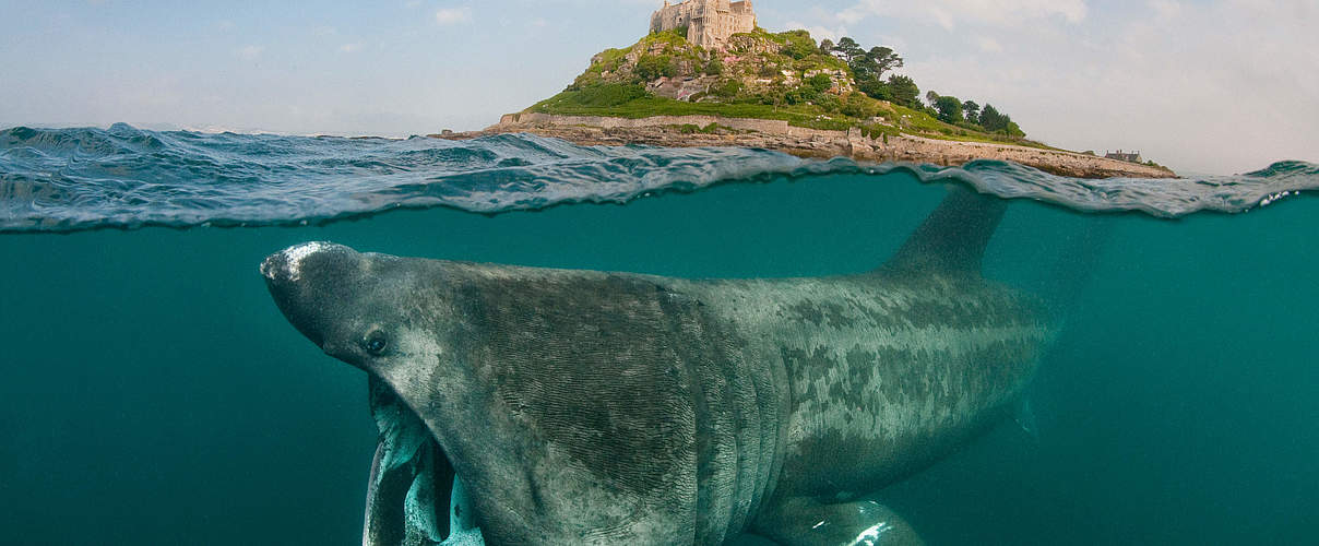 Riesenhai vor der Küste Cornwalls © naturepl.com / Alex Mustard / WWF