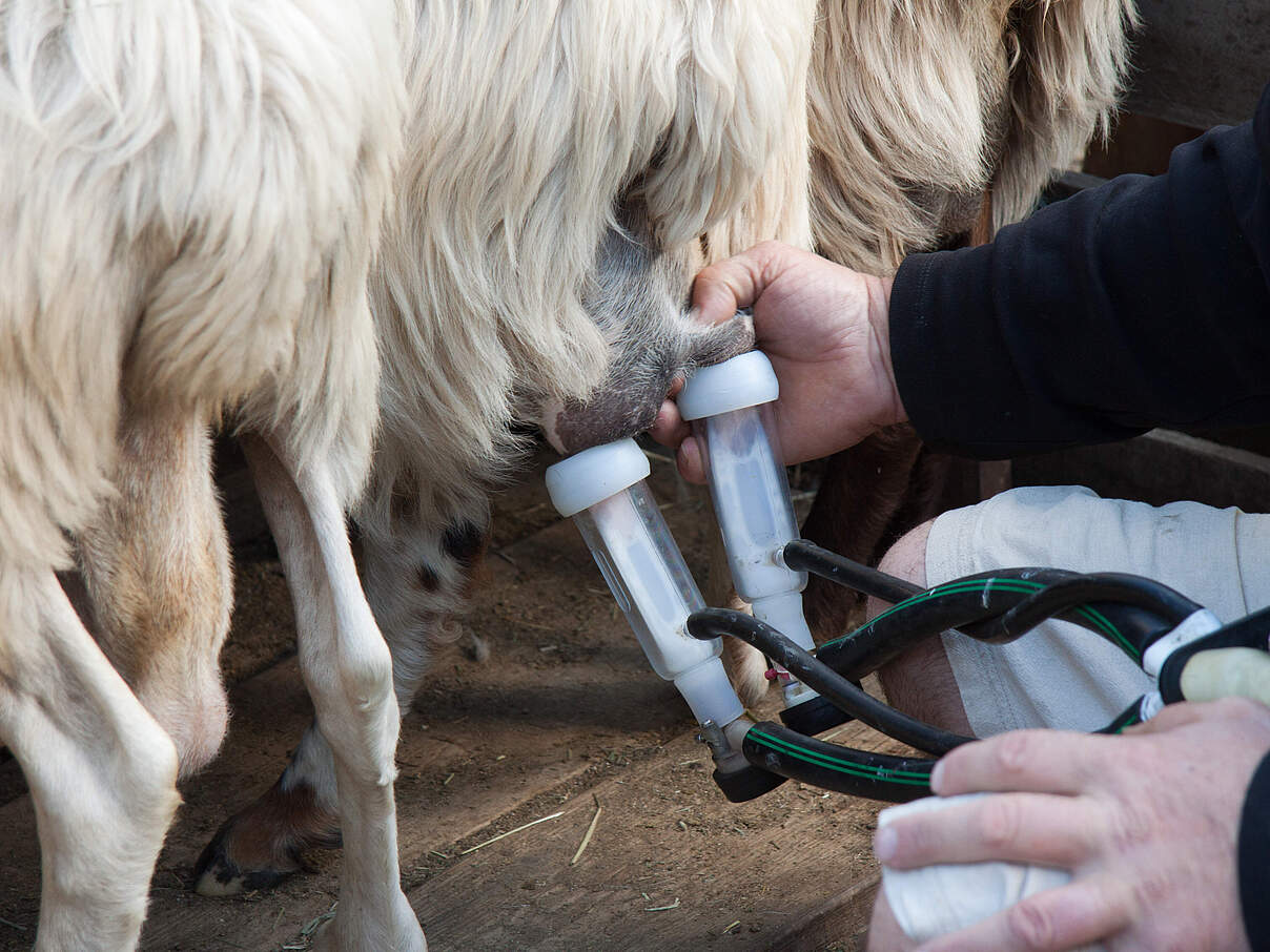 Schafe melken 