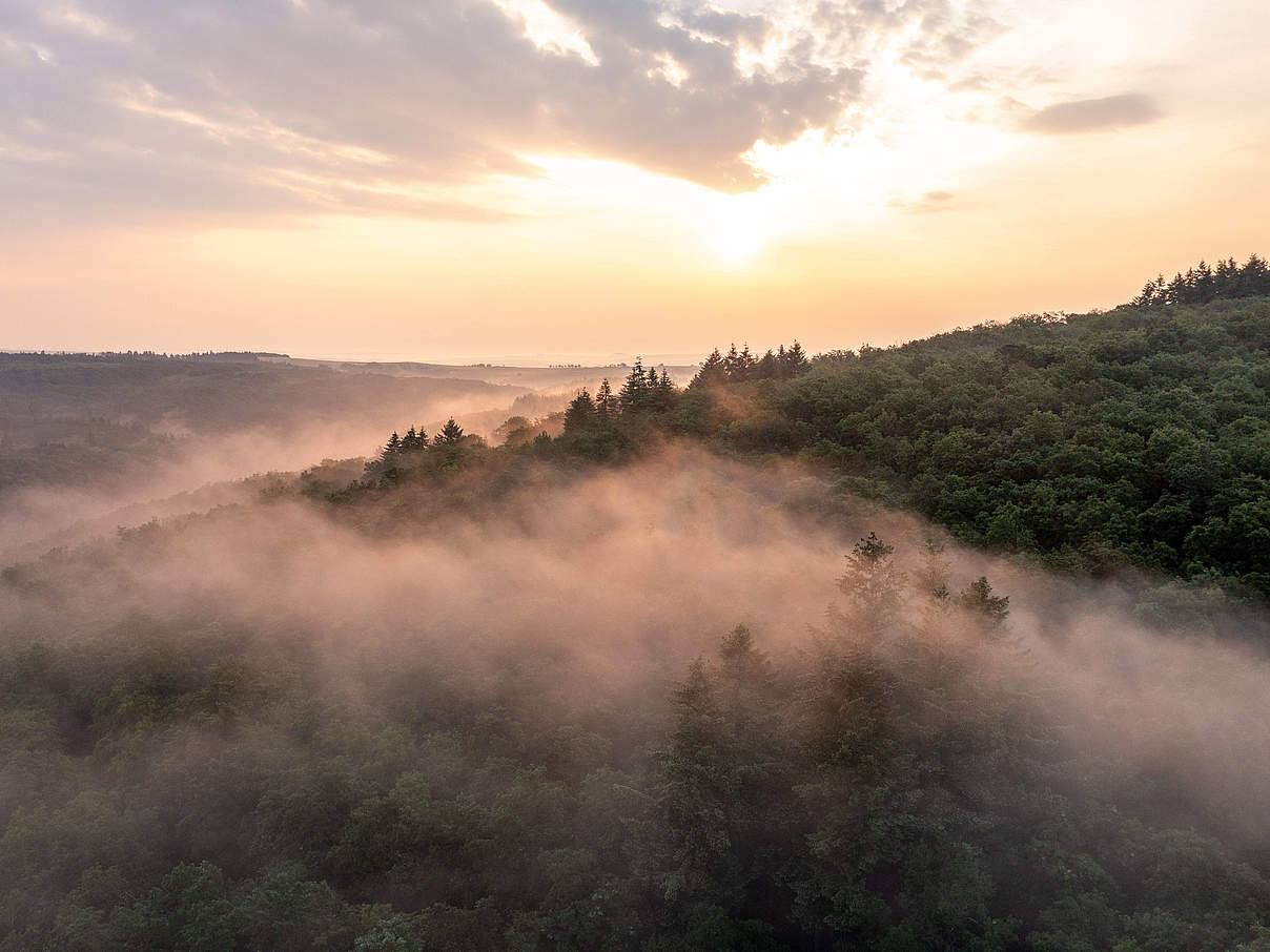 Wald in Wehrheim, Hessen © imago images / Jan Eifert