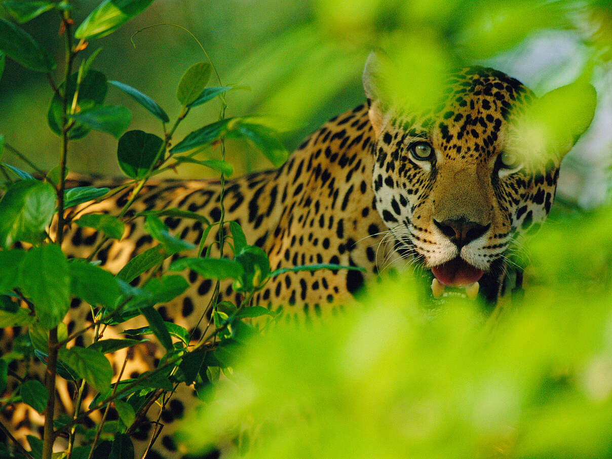Jaguar in Südamerika © Staffan Widstrand / WWF