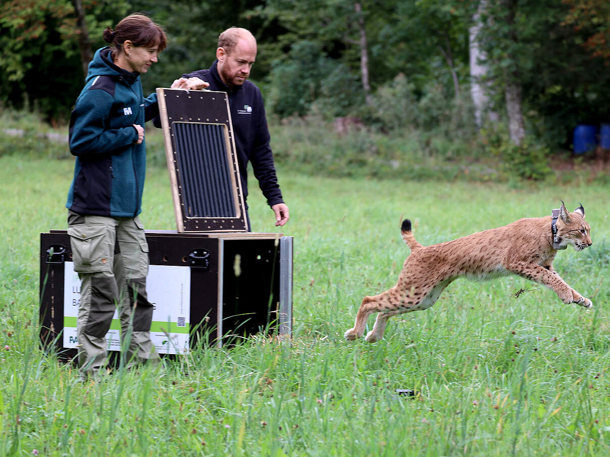 Luchskuder Nero im Schwarzwald ausgewildert © Timo Deible / Zoo Karlsruhe