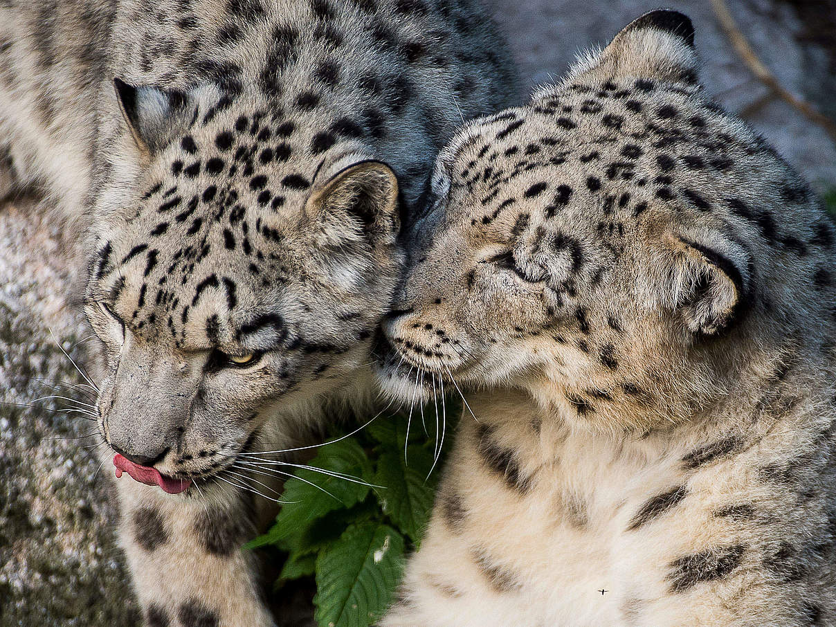 Schneeleoparden © Ola Jennersten / WWF-Sweden