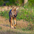 Wolf in Sachsen-Anhalt © naturepl.com / Axel Gomille / WWF