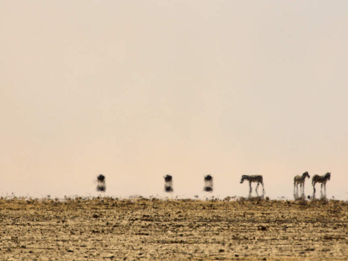 Zebras im Amboseli National Park in Kenia © Michael Poliza / WWF