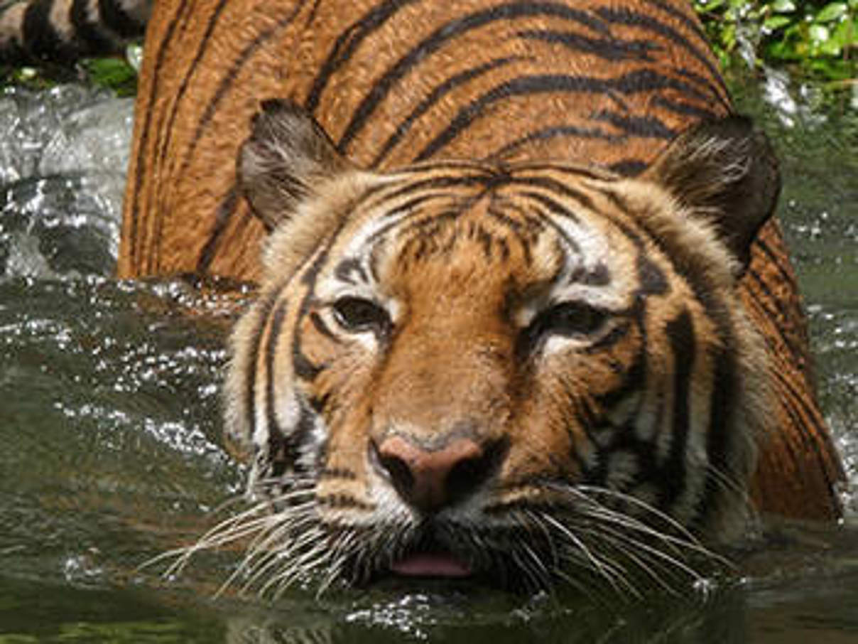 Malaysia-Tiger © Howard Cheek / WWF-Greater Mekong