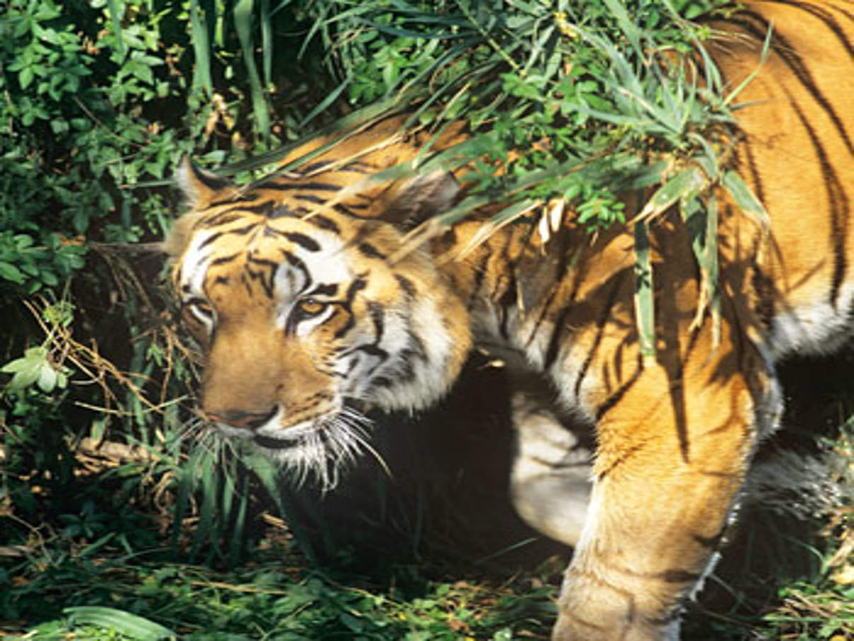 Indischer Tiger © David Lawson / WWF