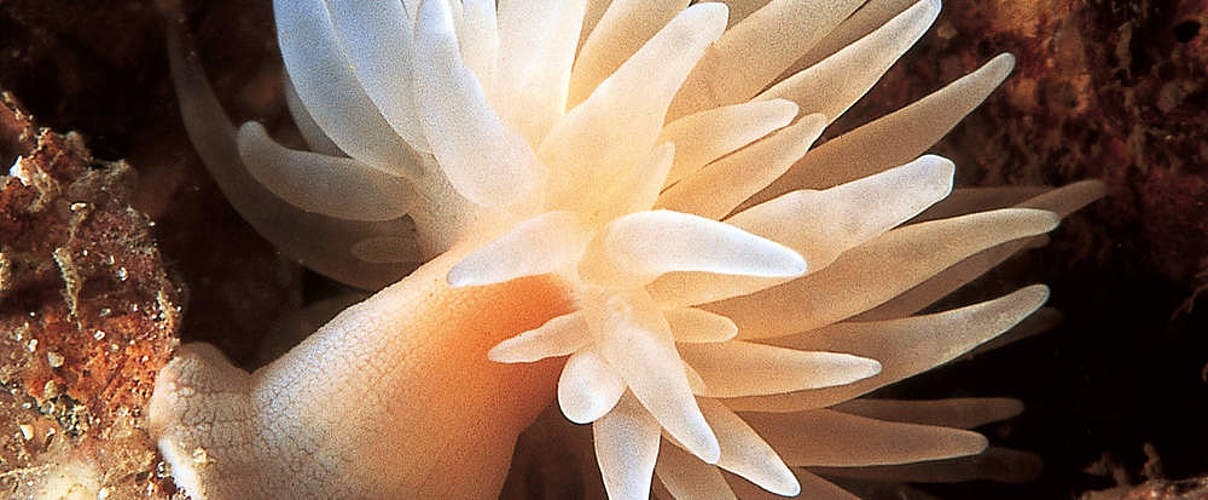 Anemone im Kaltwasserkorallenriff Norwegens © Erling Svensen / WWF