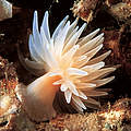 Anemone im Kaltwasserkorallenriff Norwegens © Erling Svensen / WWF