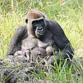 Gorilla Malui mit ihrem Zwillingspaar © Nick Wadford / WWF