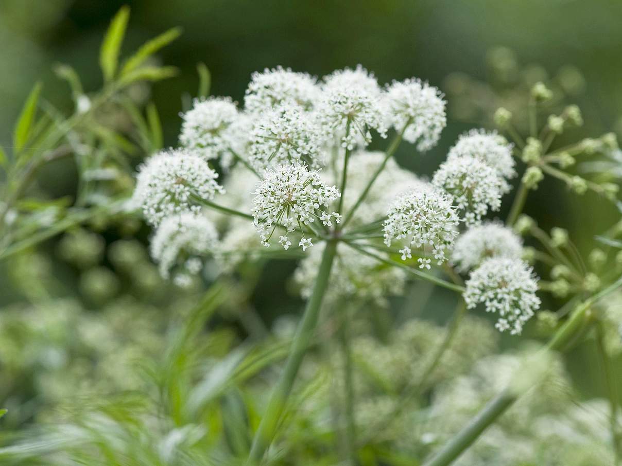 Schierlingswasserfenchel © imago images / blickwinkel Schierlingswasserfenchel © imago images / blickwinkel