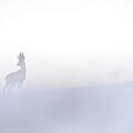 Reh © Gauthier Saillard / WWF