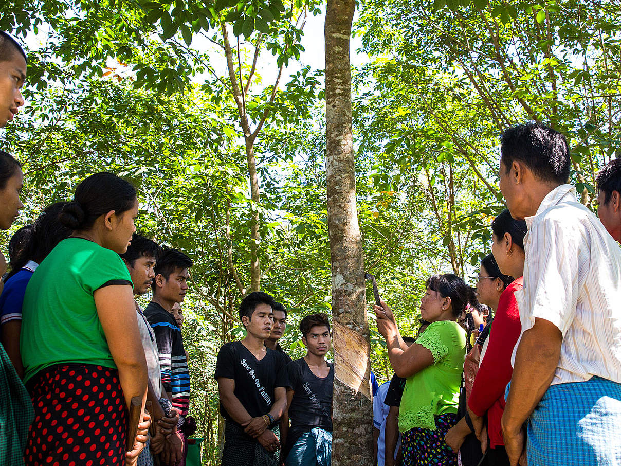 Workshop zur Kautschuk-Gewinnung © Hkun Lat / WWF Myanmar