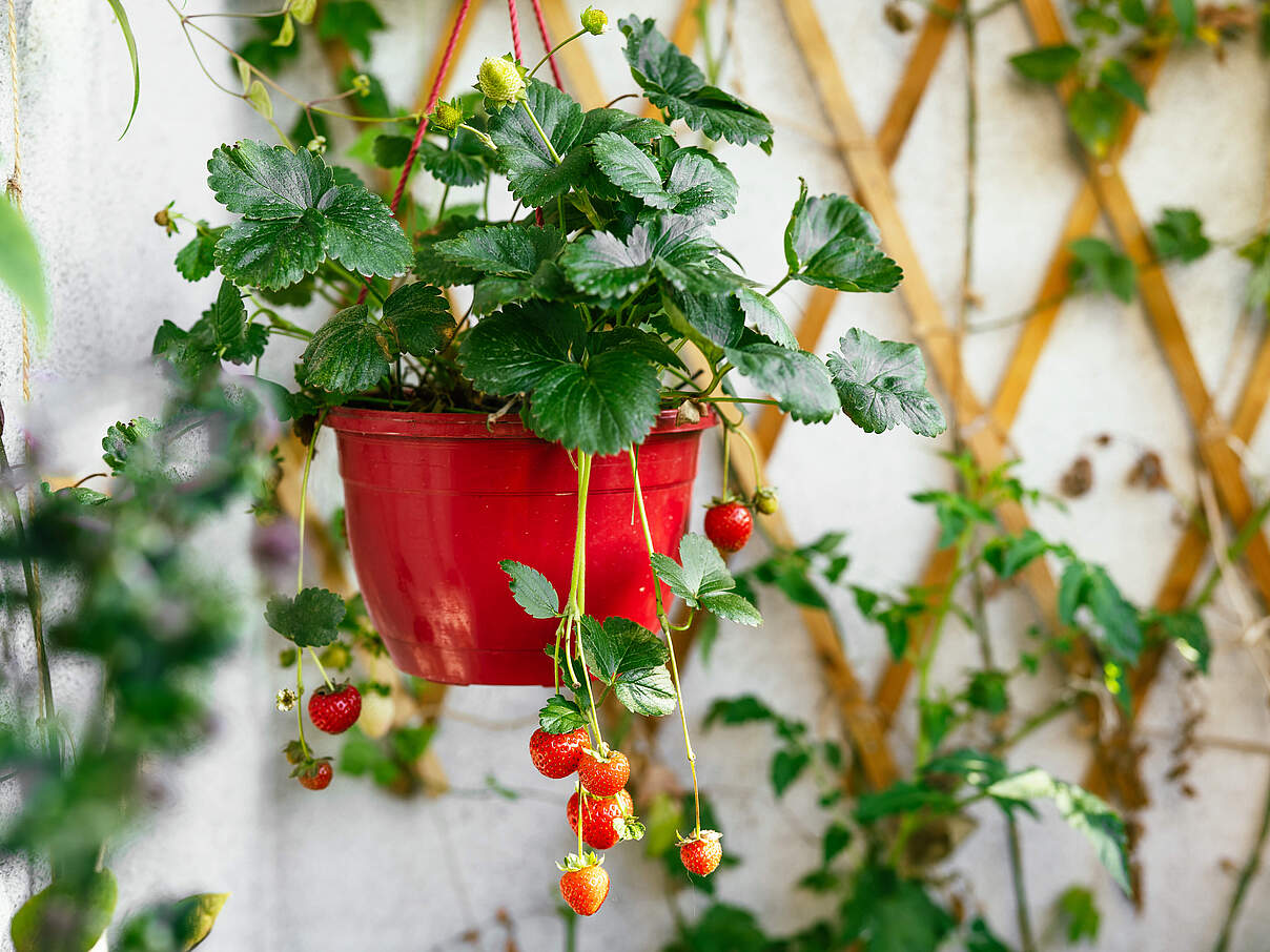 Hängende Erdbeeren sind toll für den Balkon