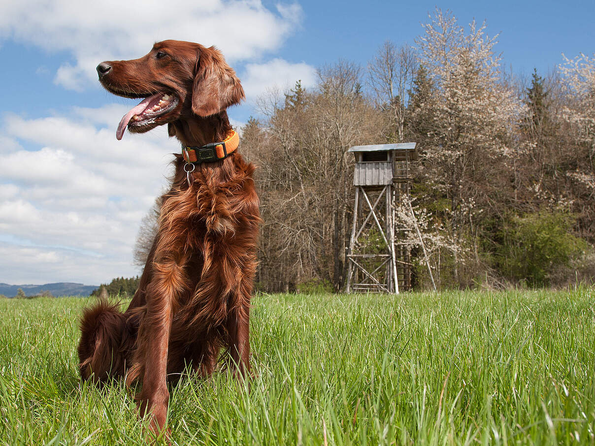 Hund sitzt auf der Wiese