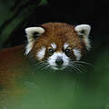 Roter Panda im Baum © naturepl.com / Anup Shah / WWF