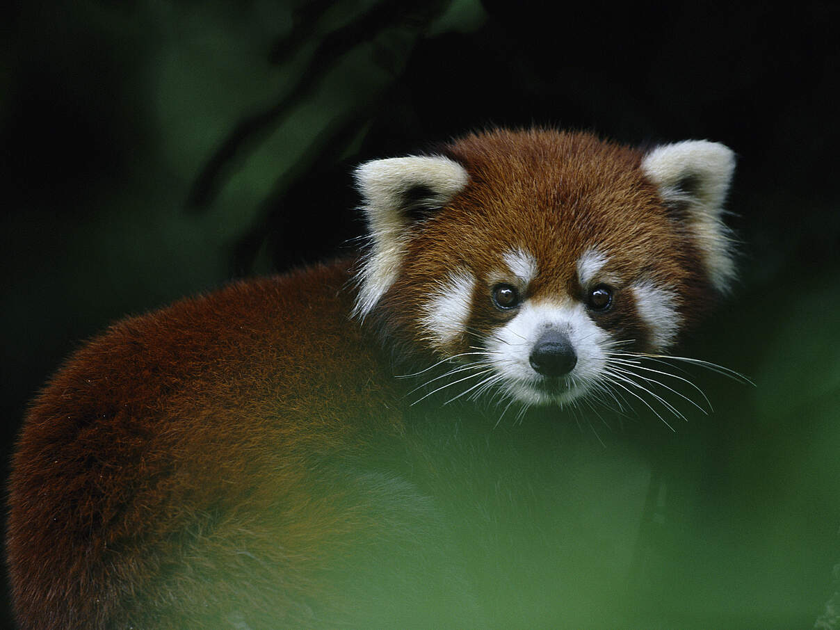 Roter Panda im Baum © naturepl.com / Anup Shah / WWF