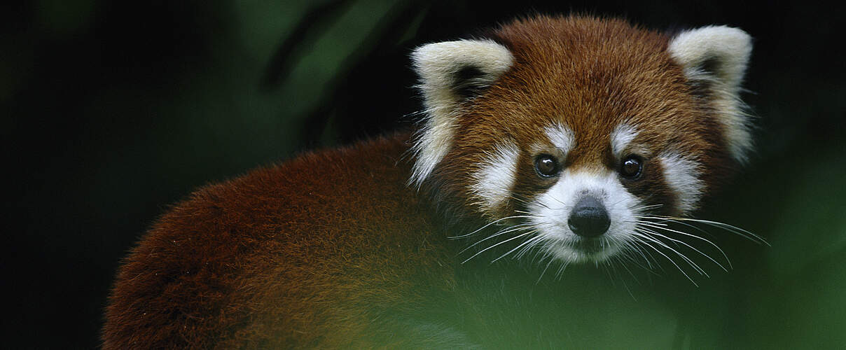 Roter Panda im Baum © naturepl.com / Anup Shah / WWF