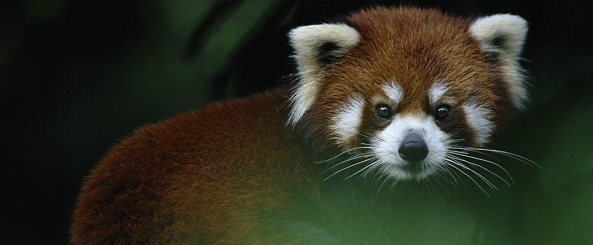 Roter Panda im Baum © naturepl.com / Anup Shah / WWF