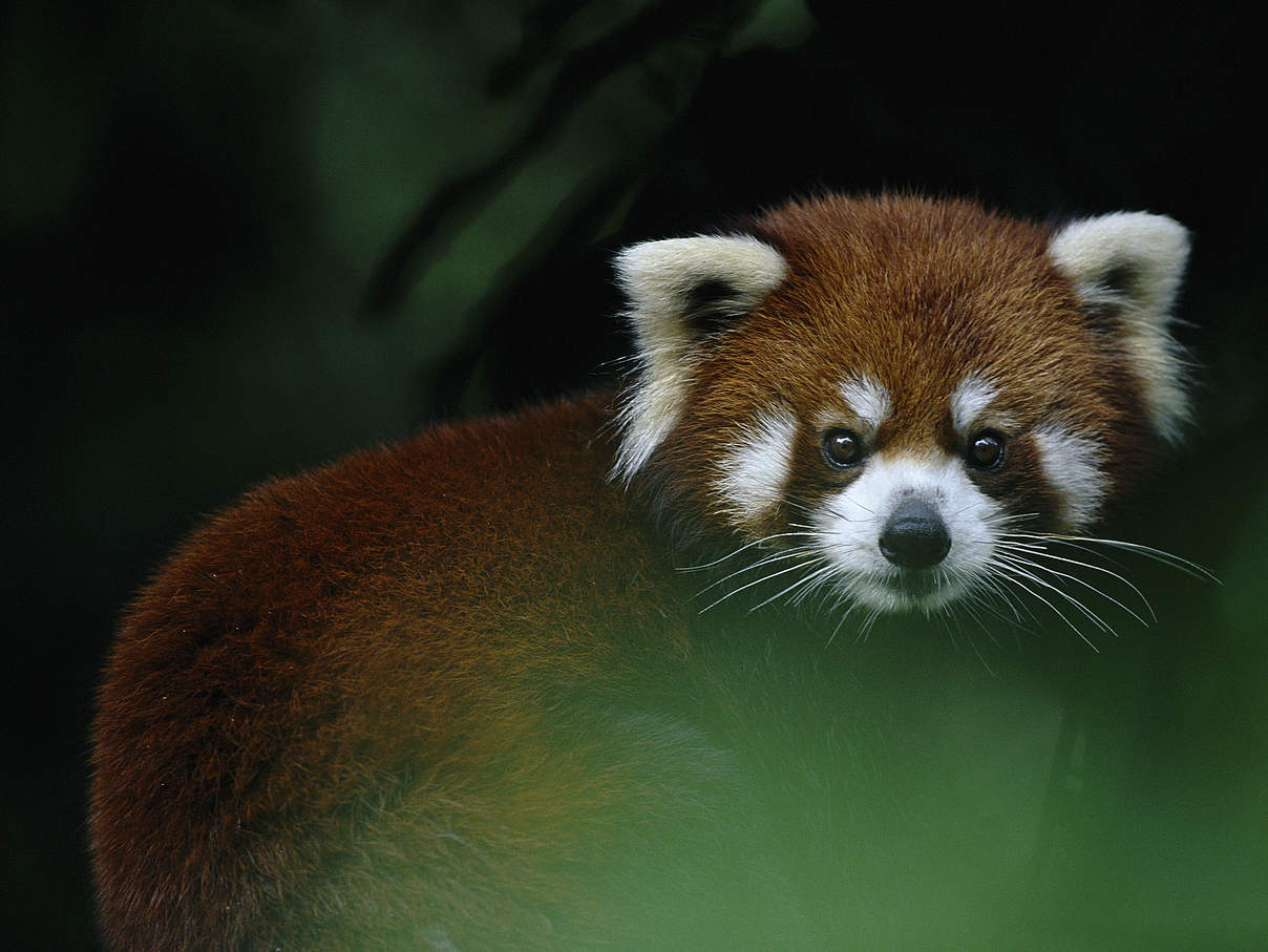 Roter Panda im Baum © naturepl.com / Anup Shah / WWF