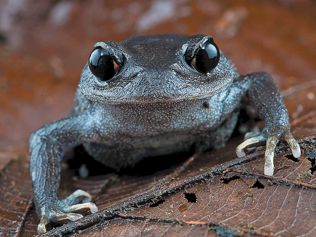 Leptobrachium lunatum / „Schaufelfuß-Frosch" © Piotr Naskrecki