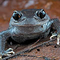 Leptobrachium lunatum / „Schaufelfuß-Frosch" © Piotr Naskrecki