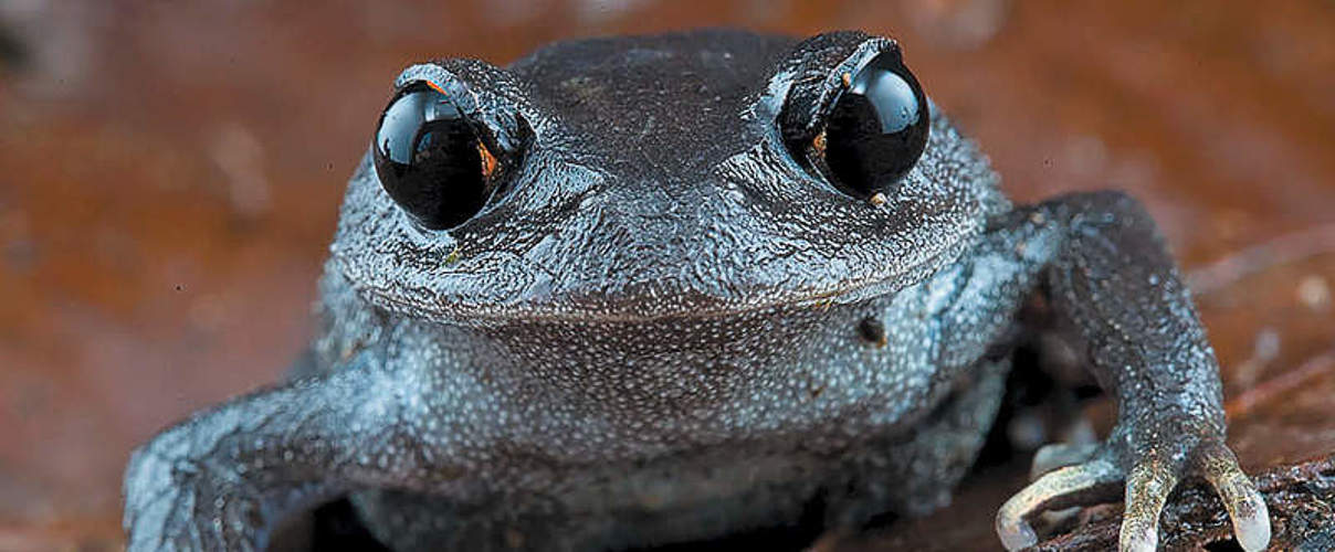 Leptobrachium lunatum / „Schaufelfuß-Frosch" © Piotr Naskrecki