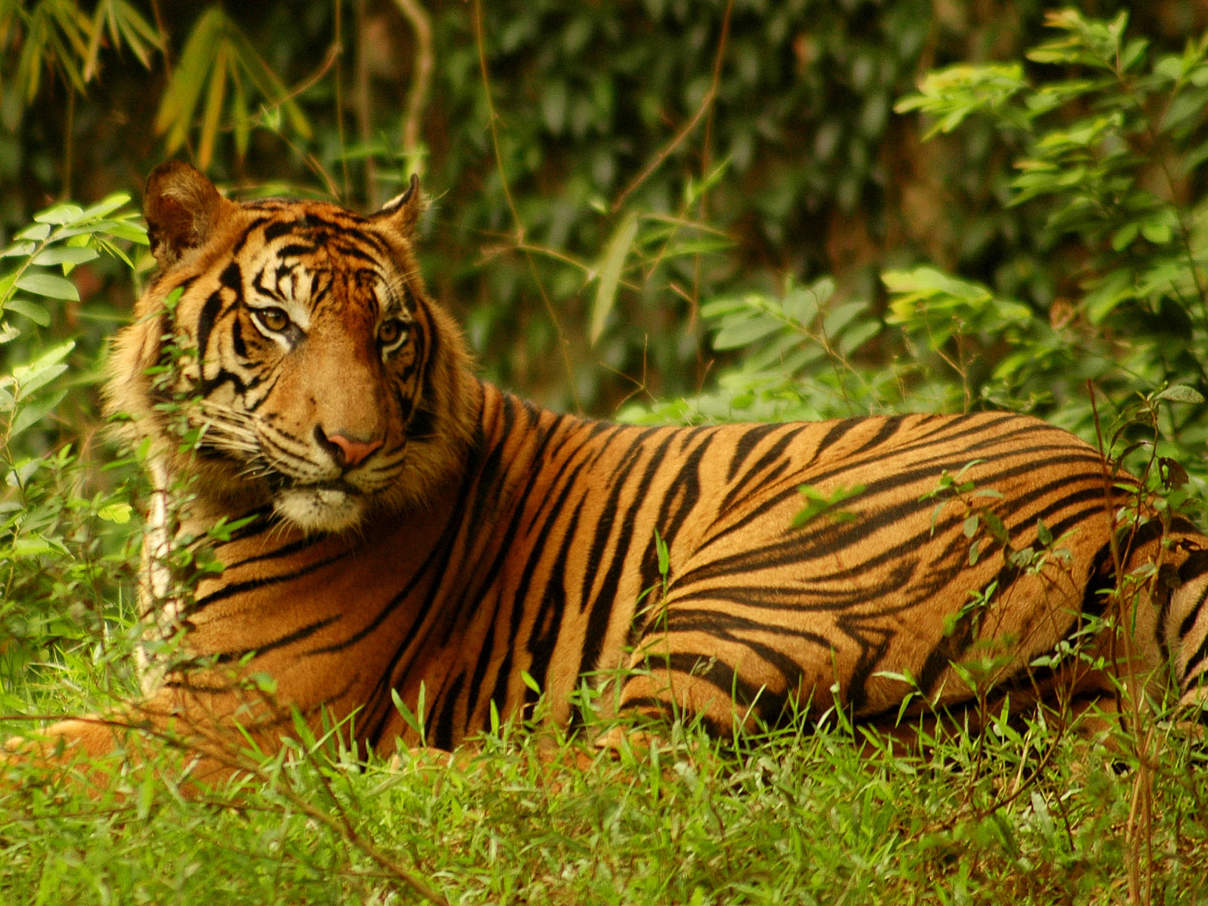 Sumatra Tiger © Saipul Siagian / WWF-Indonesia