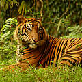 Sumatra Tiger © Saipul Siagian / WWF-Indonesia