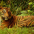 Sumatra Tiger © Saipul Siagian / WWF-Indonesia