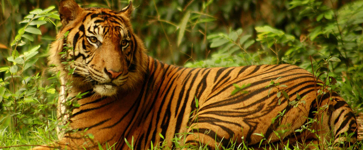Sumatra Tiger © Saipul Siagian / WWF-Indonesia